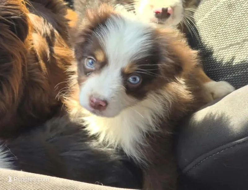 Havoc - AKCmas / ASDR & Ready Now – Miniature Australian Shepherd puppy for sale in Oronogo, MO