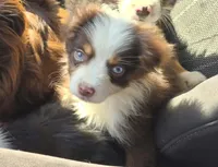 Havoc - AKCmas / ASDR & Ready Now, a male Miniature Australian Shepherd for sale in Oronogo, MO – 1 of 9