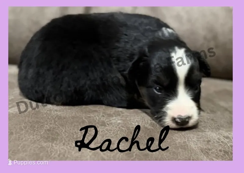 Rachel - Fall Sale – Miniature Australian Shepherd puppy for sale in Oronogo, MO