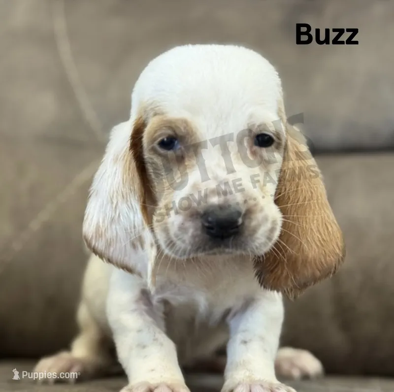 Buzz – Basset Hound puppy for sale in Jasper, MO