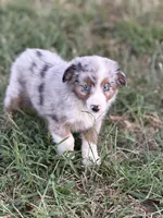 Branch - Ready Now, a male Miniature Australian Shepherd for sale in Jasper, MO – 5 of 7