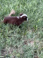 Havoc - Ready Now, a male Toy Australian Shepherd for sale in Jasper, MO – 7 of 9