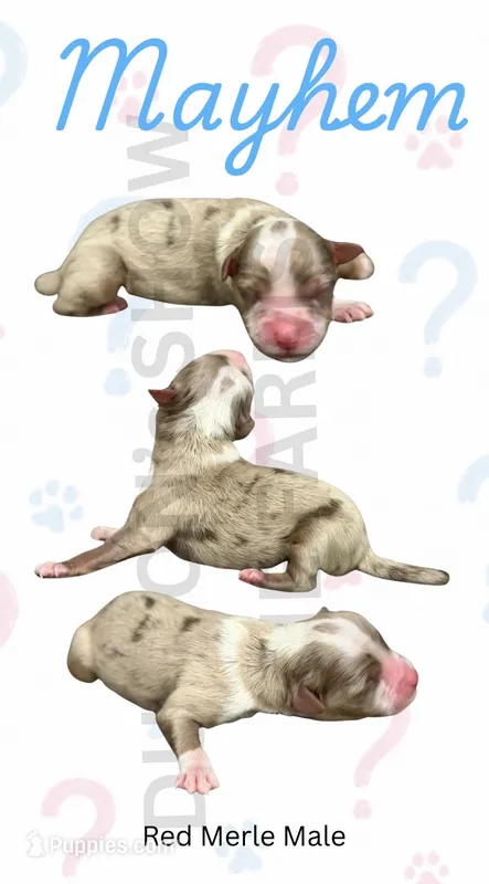 Mayhem – Miniature American Shepherd puppy for sale in Jasper, MO