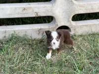Havoc, a male Miniature American Shepherd for sale in Oronogo, MO – 3 of 7
