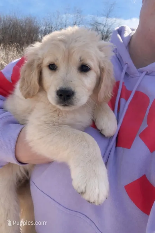 Hudson - Ready Now – Golden Retriever puppy for sale in Jasper, MO