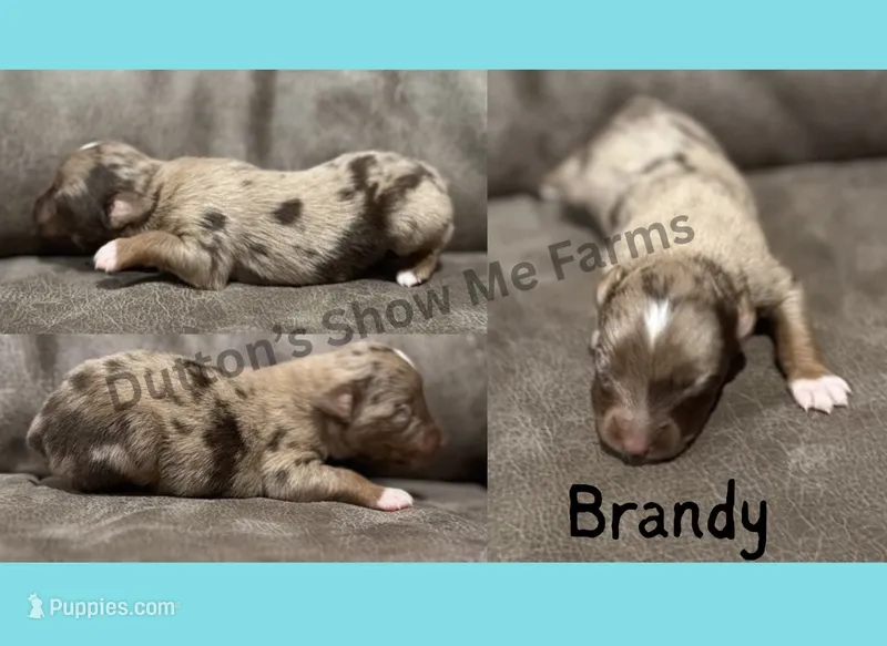 Brandy - Fall Sale – Miniature American Shepherd puppy for sale in Oronogo, MO
