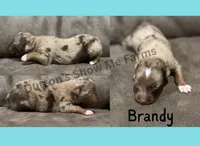 Brandy , a male Miniature American Shepherd for sale in Oronogo, MO – 1 of 3