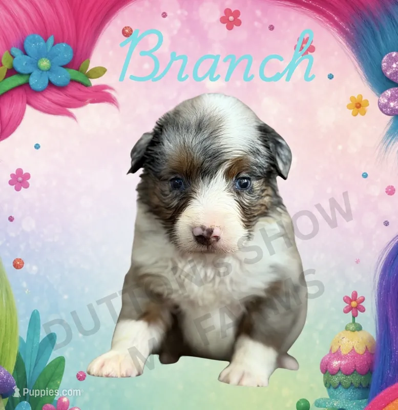 Branch – Miniature Australian Shepherd puppy for sale in Jasper, MO