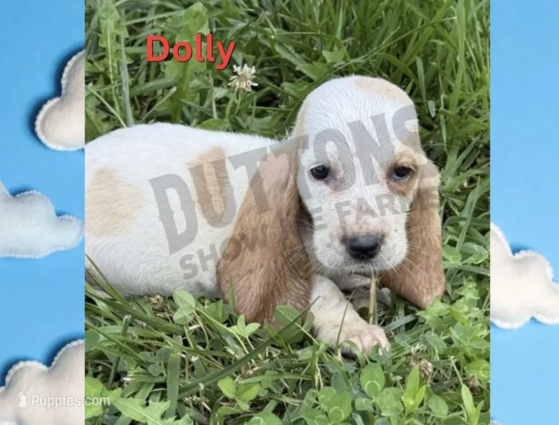 Dolly – Basset Hound puppy for sale in Jasper, MO