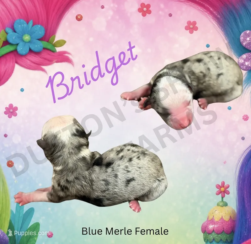 Bridget – Miniature Australian Shepherd puppy for sale in Jasper, MO