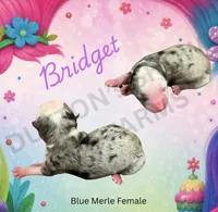 Bridget, a female Miniature Australian Shepherd for sale in Jasper, MO – 1 of 1