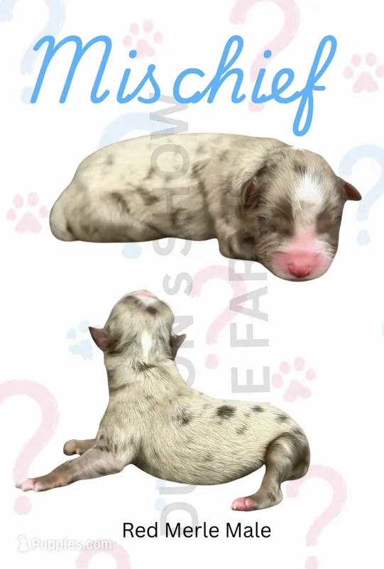 Mischief  – Miniature American Shepherd puppy for sale in Jasper, MO
