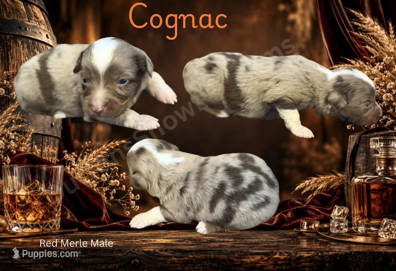 Cognac  – Miniature American Shepherd puppy for sale in Oronogo, MO