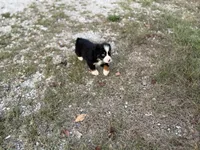 Oopsie - Ready Now, a male Toy Australian Shepherd for sale in Jasper, MO – 6 of 9