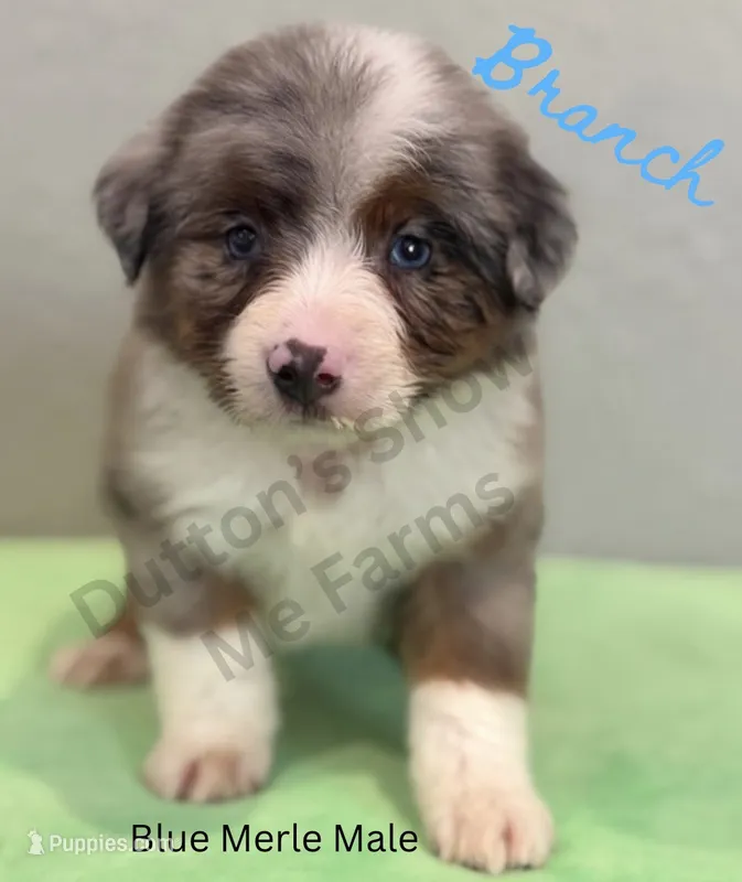 Branch - Labor Day Sale – Miniature Australian Shepherd puppy for sale in Jasper, MO
