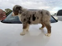 Branch - Ready Now, a male Miniature Australian Shepherd for sale in Jasper, MO – 4 of 7