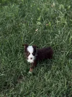 Havoc - AKCmas / ASDR & Ready Now, a male Miniature Australian Shepherd for sale in Oronogo, MO – 8 of 9