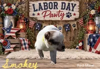 Smokey, a male Australian Cattle Dog for sale in Oronogo, MO – 2 of 2