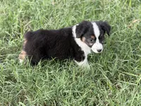 Creek - Ready Now, a male Miniature Australian Shepherd for sale in Jasper, MO – 4 of 4