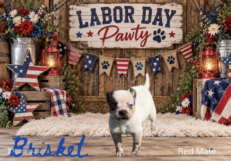 Brisket  – Australian Cattle Dog puppy for sale in Oronogo, MO