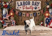 Brisket , a male Australian Cattle Dog for sale in Oronogo, MO – 1 of 2
