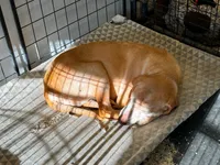 Goldie , a female Labrador Retriever for sale in Jasper, MO – 2 of 2