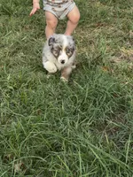 Branch - Ready Now, a male Miniature Australian Shepherd for sale in Jasper, MO – 7 of 7