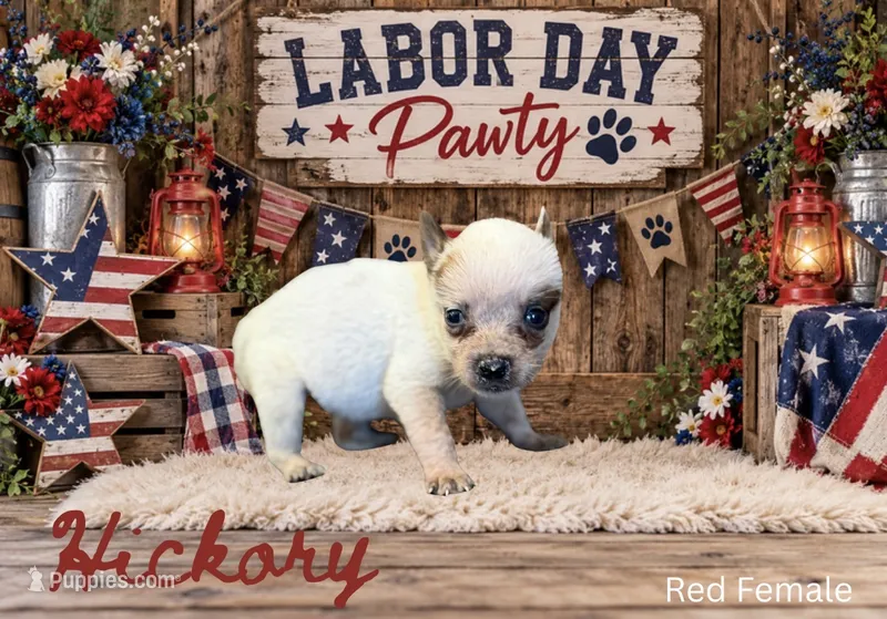 Hickory – Australian Cattle Dog puppy for sale in Oronogo, MO