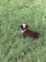Havoc, a male Miniature American Shepherd for sale in Oronogo, MO – 4 of 7