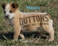 Havoc - AKC - Ready Now, a male Australian Cattle Dog for sale in Jasper, MO – Photo 2 of 4