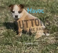 Havoc - AKC - Ready Now, a male Australian Cattle Dog for sale in Jasper, MO – Photo 1 of 4