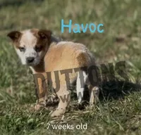 Havoc - AKC - Ready Now, a male Australian Cattle Dog for sale in Jasper, MO – Photo 3 of 4