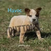 Havoc - AKC - Ready Now, a male Australian Cattle Dog for sale in Jasper, MO – Photo 4 of 4