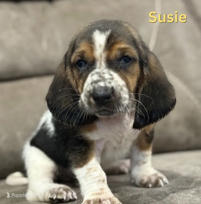 Susie – Basset Hound puppy for sale in Jasper, MO