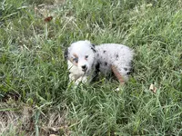 Bridget - Ready Now, a female Miniature Australian Shepherd for sale in Jasper, MO – 3 of 4