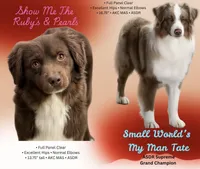 Cognac, a male Miniature American Shepherd for sale in Oronogo, MO – 2 of 2