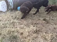 Freya, a female Poodle - Standard  for sale in Jasper, MO – 2 of 3
