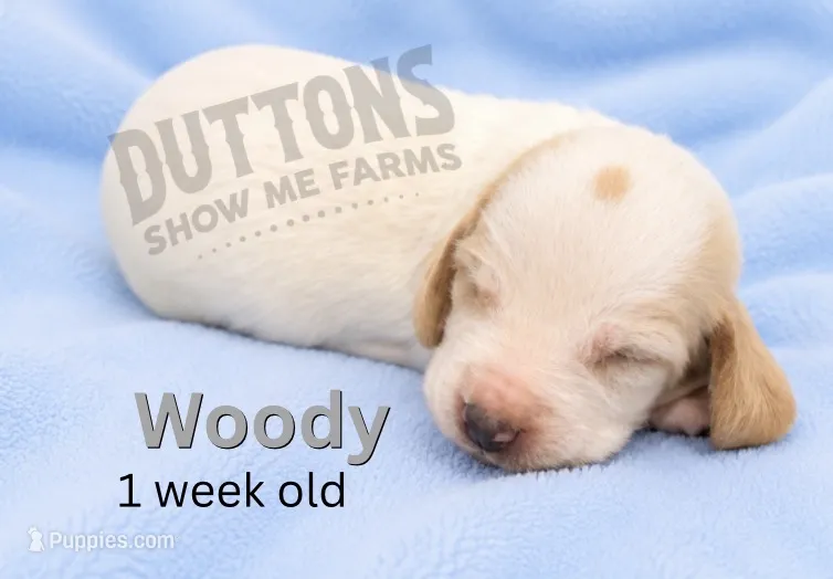 Woody  – Basset Hound puppy for sale in Jasper, MO
