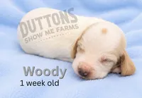 Woody , a male Basset Hound for sale in Jasper, MO – 1 of 1