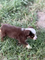 Havoc - Ready Now, a male Toy Australian Shepherd for sale in Jasper, MO – 3 of 9