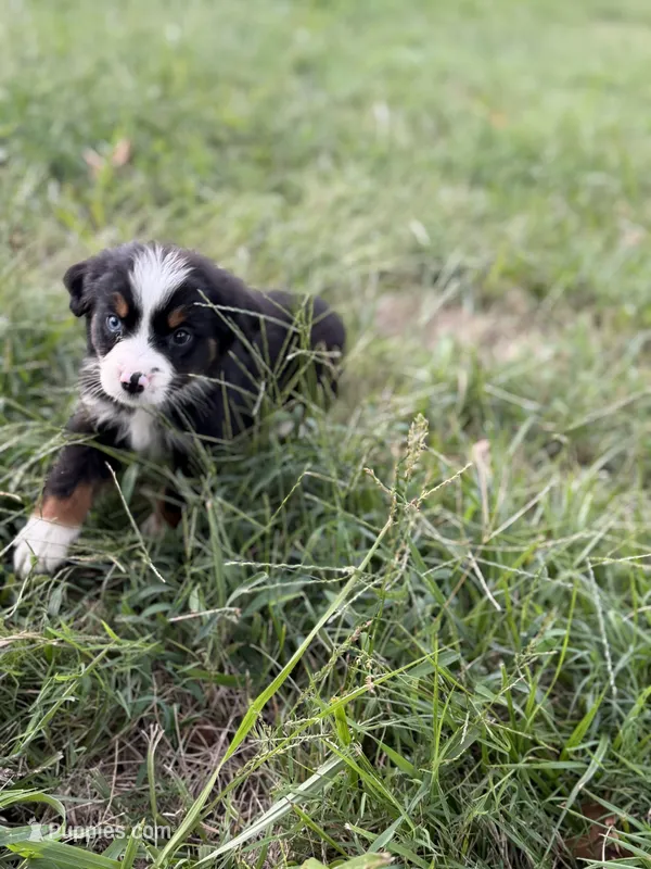 Oopsie - Ready Now – Toy Australian Shepherd puppy for sale in Jasper, MO