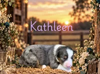 Kathleen, a female Miniature Australian Shepherd for sale in Oronogo, MO – 3 of 4