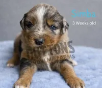 Simba, a male Miniature Australian Shepherd for sale in Jasper, MO – Photo 2 of 2