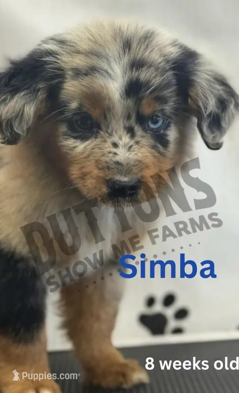 Simba – Miniature Australian Shepherd puppy for sale in Jasper, MO