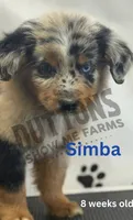 Simba, a male Miniature Australian Shepherd for sale in Jasper, MO – Photo 1 of 3