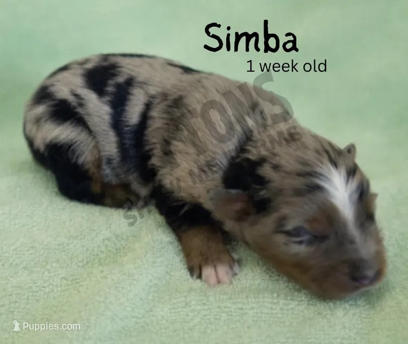 Simba, a male Miniature American Shepherd for sale in Jasper, MO – Photo 1 of 1