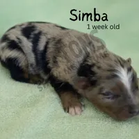 Simba, a male Miniature Australian Shepherd for sale in Jasper, MO – Photo 1 of 2