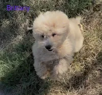 Brittany, a female Maltipoo for sale in Jasper, MO – 2 of 2