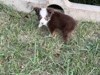 Havoc - AKCmas / ASDR & Ready Now, a male Miniature Australian Shepherd for sale in Oronogo, MO – 4 of 9