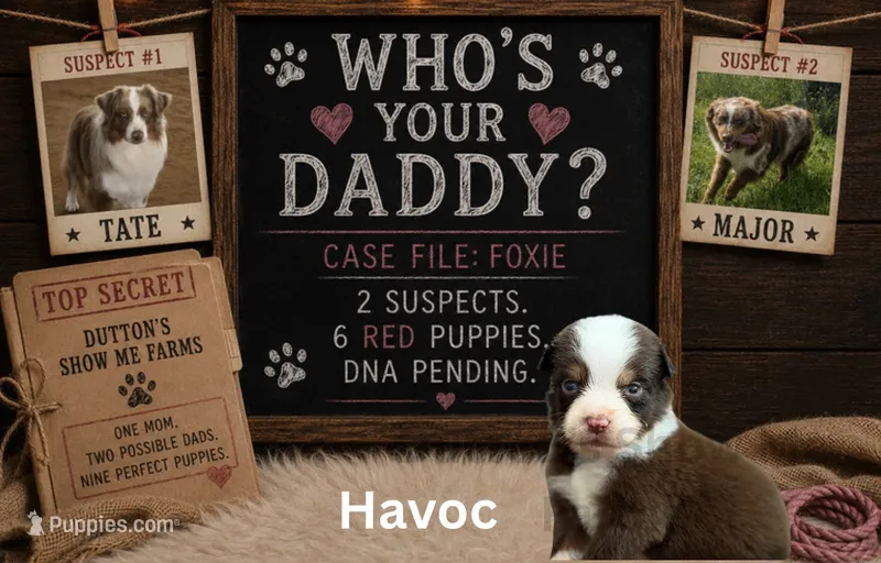 Havoc – Miniature American Shepherd puppy for sale in Jasper, MO
